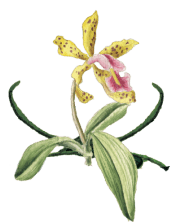 Orchid